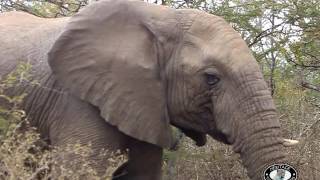 Hluhluwe Imfolozi Park Elephant with only 1 Tusk [upl. by Cordeelia]