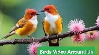 Beautiful Birds Video Clips [upl. by Kcin]