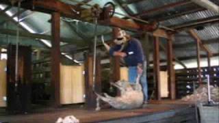 An Australian Sheep Ranch [upl. by Epp]