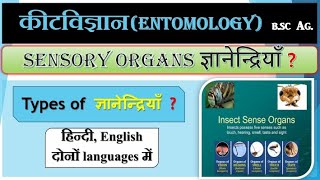 Sensory organs of insects  कीट विज्ञान  कीटों में ज्ञानेंद्रियां entomology [upl. by Mathias]