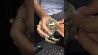 Pui de bufnita salvati Saved owlets [upl. by Leis]