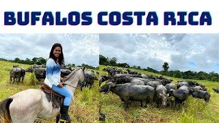 Conoce todo sobre los búfalos🐃  Ordeñe uno 😲🤠 [upl. by Yetac]