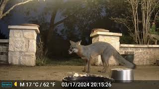 Gray Fox March 17 2024 Evening [upl. by Peatroy320]