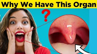 Why Do We Have Uvula whyideas uvula facts education [upl. by Teerell]