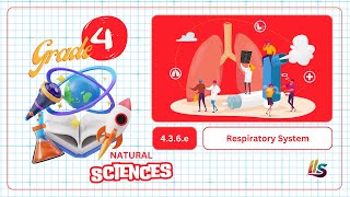 The Respiratory System  Grade 4  Natural Sciences  436e [upl. by Yluj124]