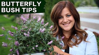 Butterfly Bush Care Tips  Garden Answer [upl. by Larochelle]