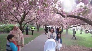 Brooklyn Botanic Garden Sakura Matsuri Cherry Blossom Festival New York City USA [upl. by Nawyt]