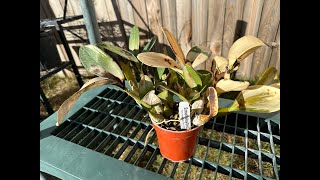 Dendrobium speciosum  Temperature Trials [upl. by Rufena]