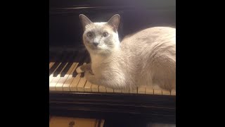 Cat listens to SaintSaëns Etude in Rhythm Opus 52 No 4 [upl. by Sweatt522]