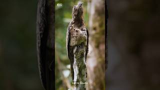 Have you Heard About the Potoo Bird [upl. by Modern]