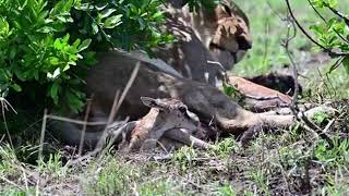 Lioness captured a baby gazelle alive for her cubs to kill it later [upl. by Notluf]