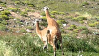 Guanaco Mating and Eating [upl. by Ylaek]