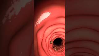 What Happens 😳 If You Swallow Chewing Gum 😨 3D Animation 👁️‍🗨️ shorts ytshorts 3d chewing [upl. by Phare]