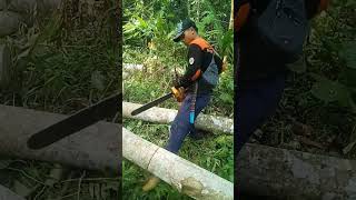 pemotongan kayu baros chainsaw wood [upl. by Denney281]