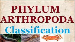 Phylum Arthropoda  Classification of Arthropoda Arachnida Crustacea Insecta Pentapoda NCERT 11 [upl. by Gosser435]