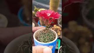 Gymnocalycium Baldianum ❤️ [upl. by Duj]