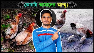 দুই বোন কিন্তু এক মা ☺ মুরগির আজব কান্ড ⚡ Jactok পাখি ভাইয়া [upl. by Corliss]