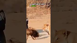 The hybrid of a hyena and a wild dog Part 1 shortsvideo wildanimals [upl. by Nivac373]