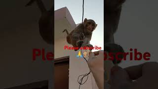 funny monkey potty comedy [upl. by Lanna]