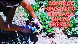 Plaga de tijeretas hormigas y pulgones en cultivo de plantas de fresaEl Micro Rancho [upl. by Lebama878]