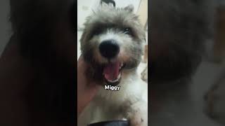 The Protector of the house dog funny puppy pets comedy cutedog [upl. by Kerstin]