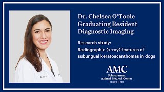 Subungual keratoacanthoma a rare tumor seen in dogs that looks frightening on xray but is benign [upl. by Cornish]