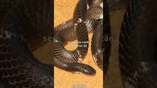 Datos y curiosidades sobre las serpientes Bungarus Kraits [upl. by Favrot]