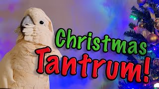 Max Throws an Epic Christmas Tantrum  Is Santa Watching Subtitles [upl. by Carolus483]