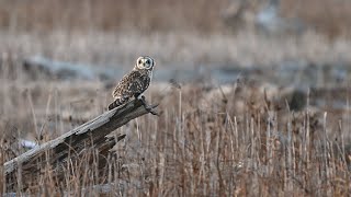 Shorteared Owl [upl. by Odrahcir]