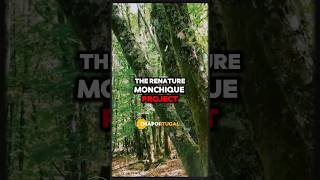 Renature Monchique Project Plans To Plant 500000 Trees For Reforestation renature [upl. by Eimyaj972]