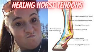 Horse Superficial Tendon Injury Rehab Schedule amp Plan Discovery Thru Recovery  HORSE HEALING TIPS [upl. by Maddalena688]