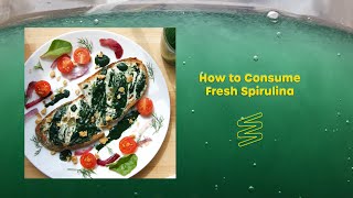 Growing Spirulina at Home  quotHow to Consumequot Overview [upl. by Einnaj]