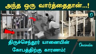 Tiruchendur Temple Elephant Attack மதம் பிடிக்காமலே கொன்றது எப்படி  Oneindia Tamil [upl. by Feldt]