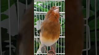 chant singing canaries تغريد الكناري [upl. by Watkins227]