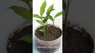 Growing elaichi plants at home trend short 🌿 [upl. by Melissa]