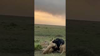 Lions vs Buffalos hunting lion masaimara animals wildlife [upl. by Luann]