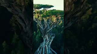 Discover the Tall Tree with Gigantic Roots talltrees naturelovers nature travel [upl. by Thorfinn]