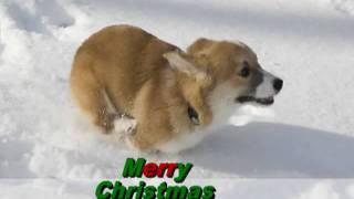 Merry Christmas from the Corgis [upl. by Cronin72]