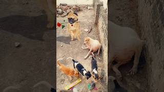 Super dog dance 🩰😂🐕🐾🐾shortsviral [upl. by Eelaroc736]