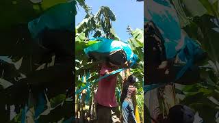 HARVESTING OF CAVINDESH BANANA [upl. by Nonahs936]