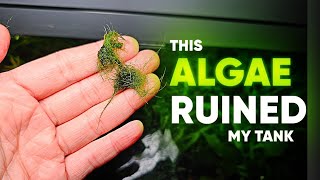 The WORST Algae in the Aquarium and its not BBA [upl. by Yenaled]