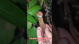 plants nepenthes nature pitcherplants garden carnivorousplants carnivorousplant carnivorous [upl. by Chak]