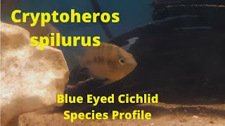 Cryptoheros spilurus Blue Eyed Cichlid Species Profile [upl. by Leirza4]