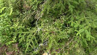 Music of the Plants Young Spruce in Finnish Forest [upl. by Samohtnhoj181]