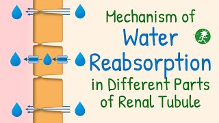 Water Reabsorption in the Renal Tubule  Aquaporin Water Transport Mechanism of Water Reabsorption [upl. by Ainex746]