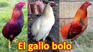 EL GALLO BOLO [upl. by Minnie496]