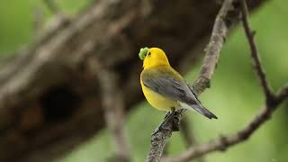 Prothonotary Warbler Sings [upl. by Cinomod]