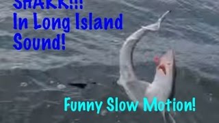 Catching a Shark in Long Island Sound Girl Freaks Out Fishing Fail [upl. by Salisbury34]