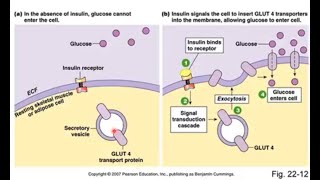 Anaerobic Glycolysis [upl. by Faludi592]