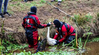 Brandweer 40 minuten bezig met gewonde zwaan [upl. by Auhsohey]